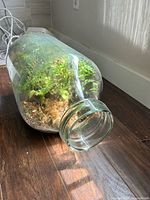Large clear glass jar terrarium on its side showing plants inside