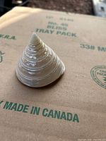 Oblique top view of polished conical seashell showing iridescent spiral ridges