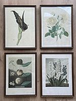 Group shot showing all four framed botanical prints together