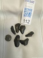 Six fossil tooth fragments with coin for scale