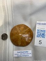 Top view of polished fossil sand dollar next to quarter for scale and printed label