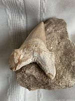 Oblique view of tooth tip and matrix showing enamel and root