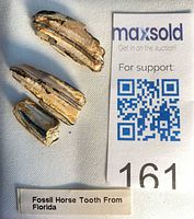 Three fossil tooth fragments with MaxSold slip and label