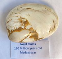 Front view of polished fossil clam with information card