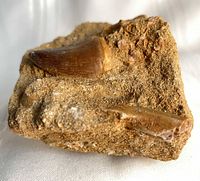 Oblique view showing primary tooth and partial secondary tooth in matrix