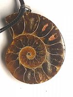 front view of ammonite fossil pendant on cord