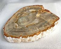 Top view of polished petrified wood slice displaying growth rings and mineral colors