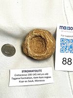 Stromatolite fossil beside coin and information card