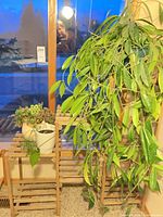 Overall view of tiered wooden stand with three potted plants
