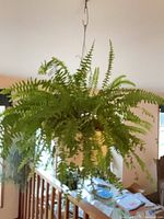 Full view of fern hanging over stair rail