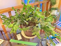 Full view of potted Christmas cactus on glass table