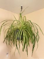 Full view of hanging spider plant with pot and hanger