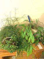 Overview of two plants: trailing plant and Hoya