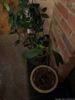 Both potted plants side by side on floor