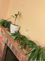 Mantel view with trailing Hoya and ornamental fig in white pot