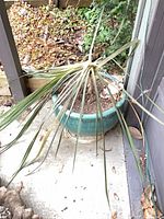 Full view of potted plant, showing foliage and pot