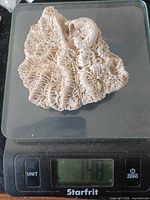 Brain coral fossil on digital scale reading 148g
