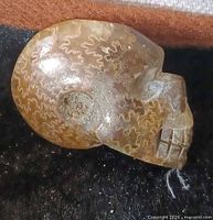 Left side view showing carved facial features and natural fossil pattern