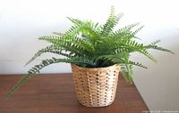 Front view of faux Boston fern in wicker basket