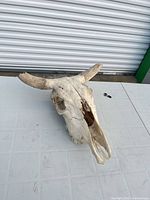 Top view of cow skull replica showing horns and damaged nasal area