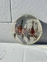 Full view of resin disc showing both scorpions