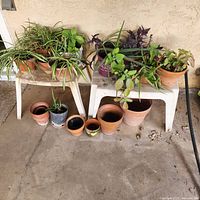 Overall view of two low benches holding multiple potted plants and empty pots on concrete floor