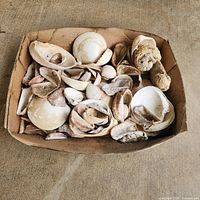 Top view of tray filled with assorted seashells