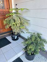 Overview of both black pots with plants at entranceway