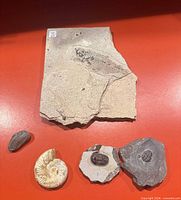 Group shot showing all five fossil pieces