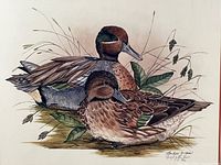 close-up of print showing detailed illustration of two green-winged teal ducks