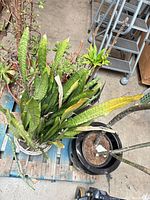 Group of potted plants on pallet showing snake plant, succulents, tall stem plant, black pots