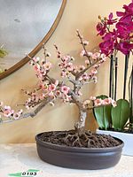 Pink blossom bonsai tree in oval ceramic pot beside other plants