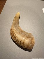 Top view showing full curved profile and coloration