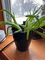 Aloe plant with several curved green leaves in black pot on windowsill