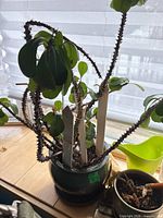 Dark green glazed ceramic pot with thorny succulent houseplant