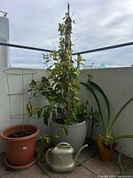 All items together: three planters with plants and watering can on balcony