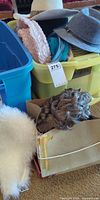 Assorted hats in bins, wigs in bag