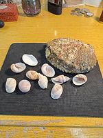 Top view of abalone shell with smaller seashells on mat