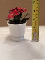 Side view with ruler showing height of poinsettia arrangement in white ceramic vase