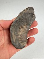 Front view of entire whale ear bone fossil