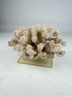 Front view of white branching coral on acrylic stand