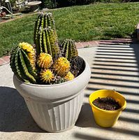 Large gray plastic planter with variegated cactus cluster beside small yellow plastic pot on patio