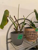 Gray pot with tropical foliage plant showing cut stems and green leaves