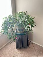 Overall view of living plant in ceramic pot on stand