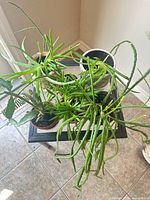 Top view showing four potted plants on table