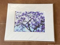 Matted photograph showing purple-blossomed tree, overall view with dimensions implied