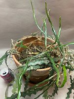 Full view of potted cactus with soda can for scale