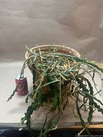 Overall view of pot with two trailing cactus plants and pop can for scale