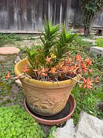 Planter, succulents, and saucer in garden setting