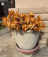 Front view of succulent in ceramic pot with saucer